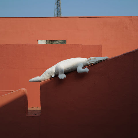 AWHITE - Crocodile