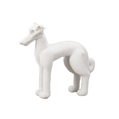 AWHITE - Italian Greyhound