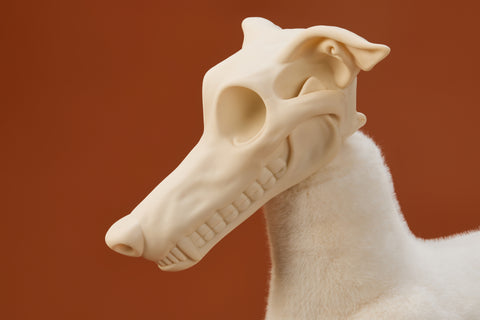 AWHITE - Italian Greyhound