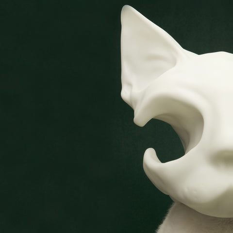 AWHITE - Cat